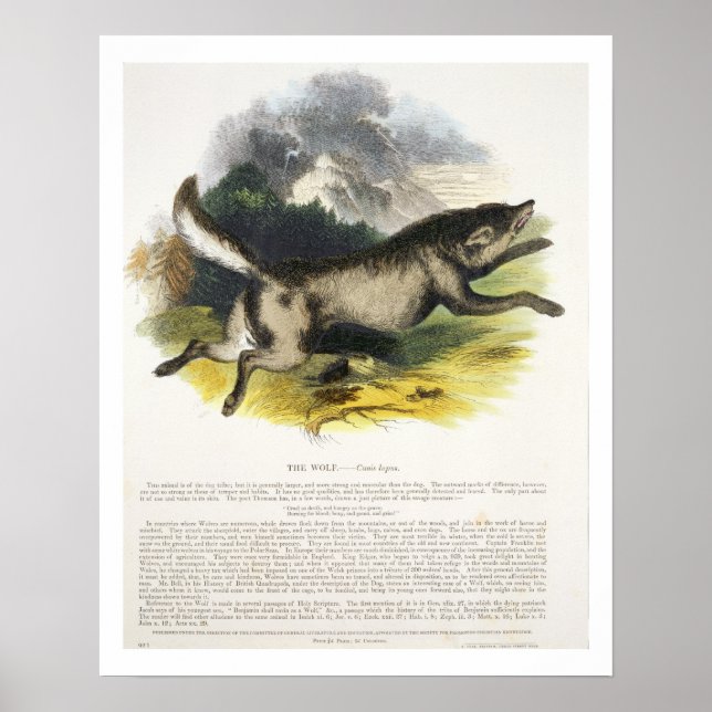 Poster Illustration pédagogique du loup (Canis lupus) (Devant)