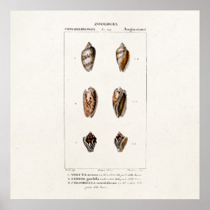 Poster Illustration personnalisée des coquilles de mer vi
