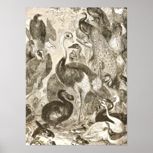 Poster Illustration vintage d'autruche Struthio camelus