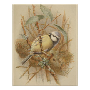 Poster Illustration vintage de Bluetit
