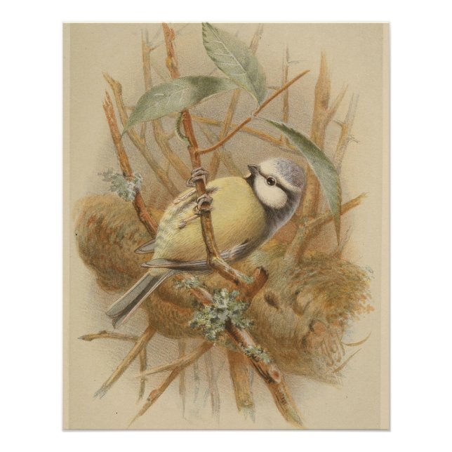 Poster Illustration vintage de Bluetit (Devant)