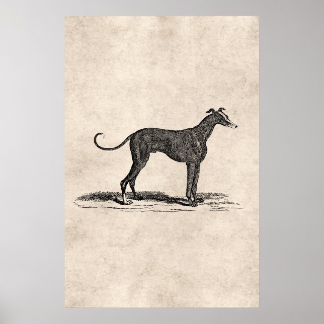 Poster Illustration vintage de Chien de Greyhound datant  (Devant)