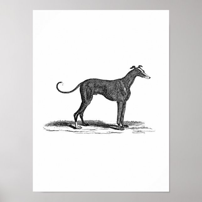 Poster Illustration vintage de Chien de Greyhound datant  (Devant)