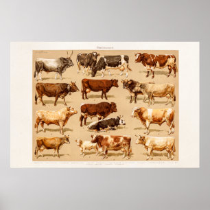 Poster Illustration vintage de ferme de vaches laitières