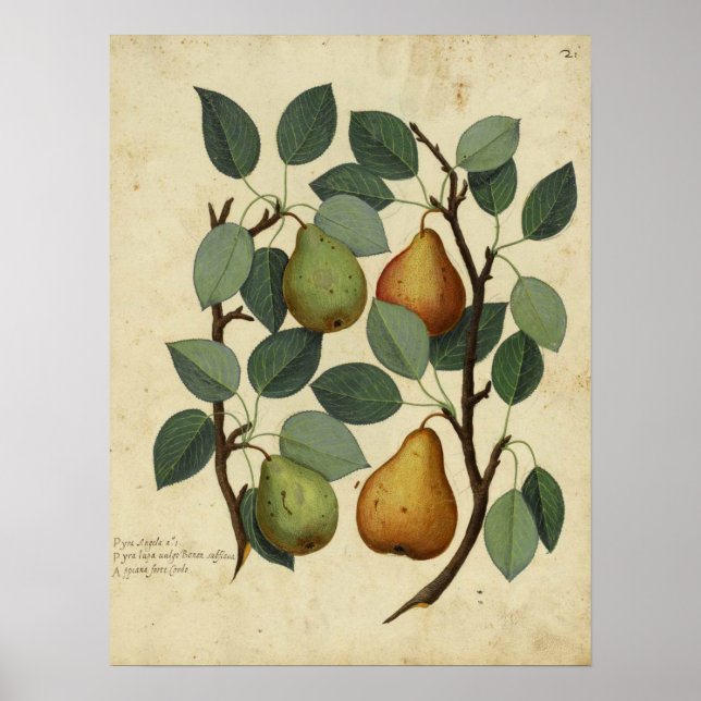 Poster Illustration vintage de l'affiche de la poire (Devant)