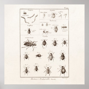 Poster Illustration vintage de scarabées d'insecte