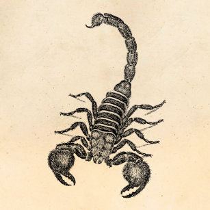 Posters Affiches Scorpion Zazzle Fr