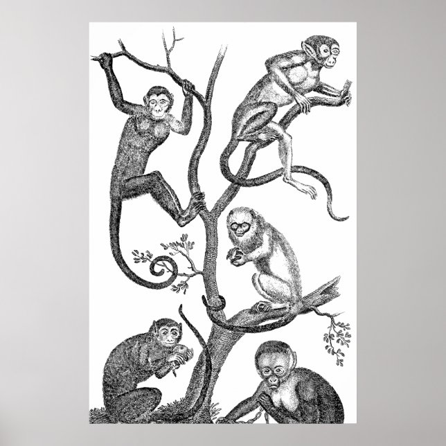 Poster Illustration vintage de singe - Singes des années  (Devant)