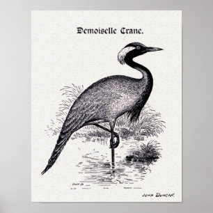 Poster Illustration Vintage "Demoiselle Crane"