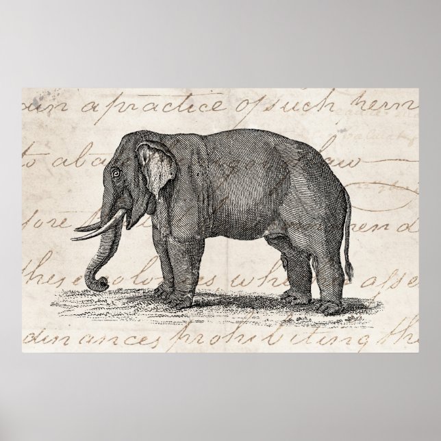 Poster Illustration vintage des années 1800 - Eléphants (Devant)