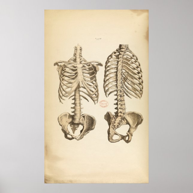 Poster Illustration vintage des os du tronc (Devant)