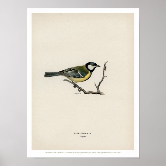 Poster Illustration vintage d'oiseaux - Le grand trait (Devant)