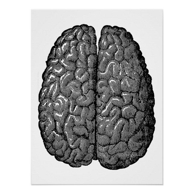 Poster Illustration vintage du cerveau humain (Devant)