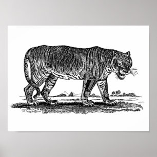 Poster Illustration vintage du tigre - Tigres des années