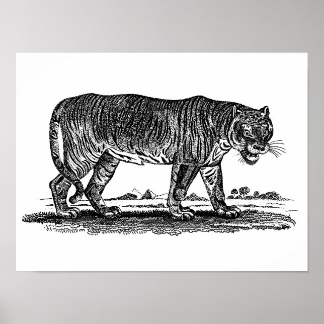 Poster Illustration vintage du tigre - Tigres des années  (Devant)
