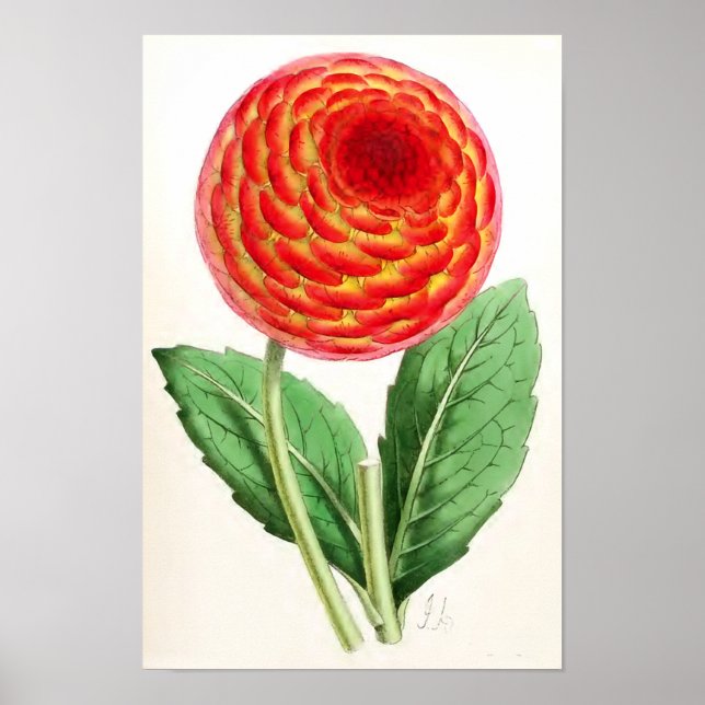 Poster Illustration Vintage "Flambeau Dahlia" (Devant)