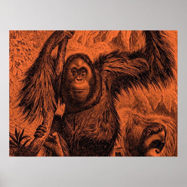 Poster Illustration vintage Orange Orangutan - Singe (Devant)