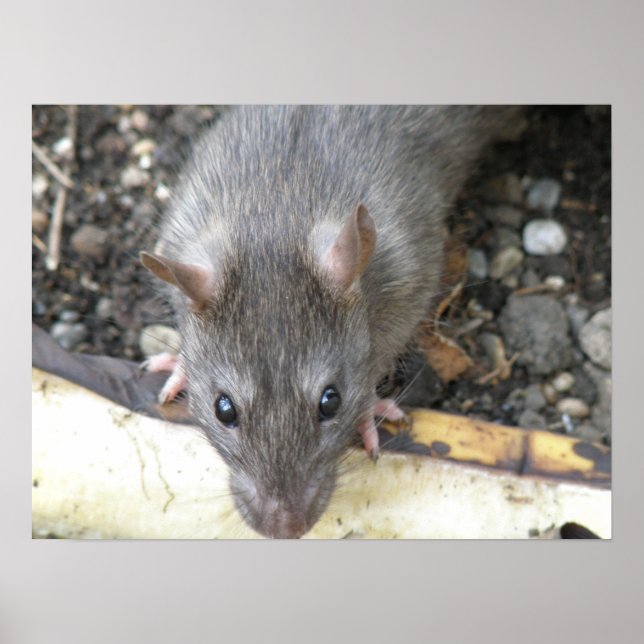 Poster I'm Watching You Rat Print (Devant)