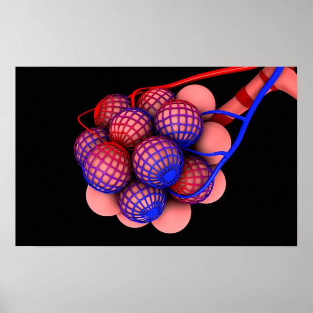 Poster Image Conceptuelle D'Alveoli 1 (Devant)