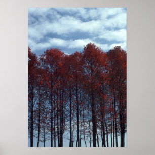 Poster Image d'arbres de Sourwood