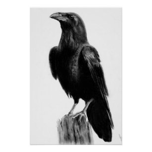 Poster Image de corbeau  