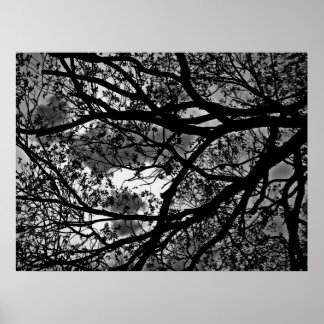 Poster Image des branches d'arbre