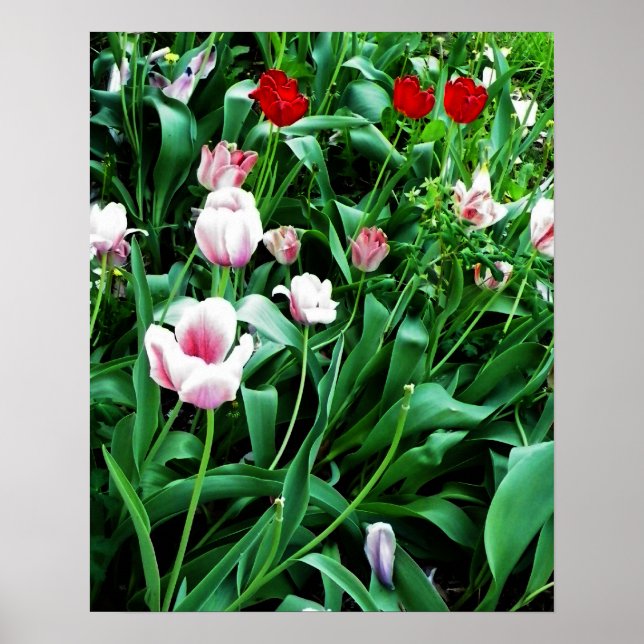 Poster Image des tulipes rouges et roses (Devant)
