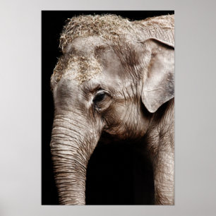 Poster Image Elephant