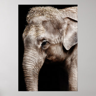 Poster Image Elephant