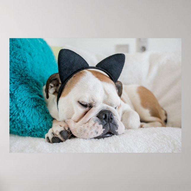 Poster Images Getty | Chien endormi avec bandeau de chat (Devant)