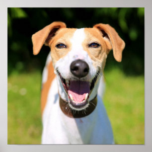 Poster Images Getty Chien riant