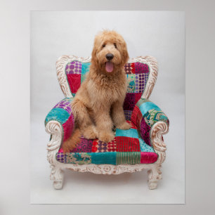 Poster Images Getty   Cute Goldendoodle