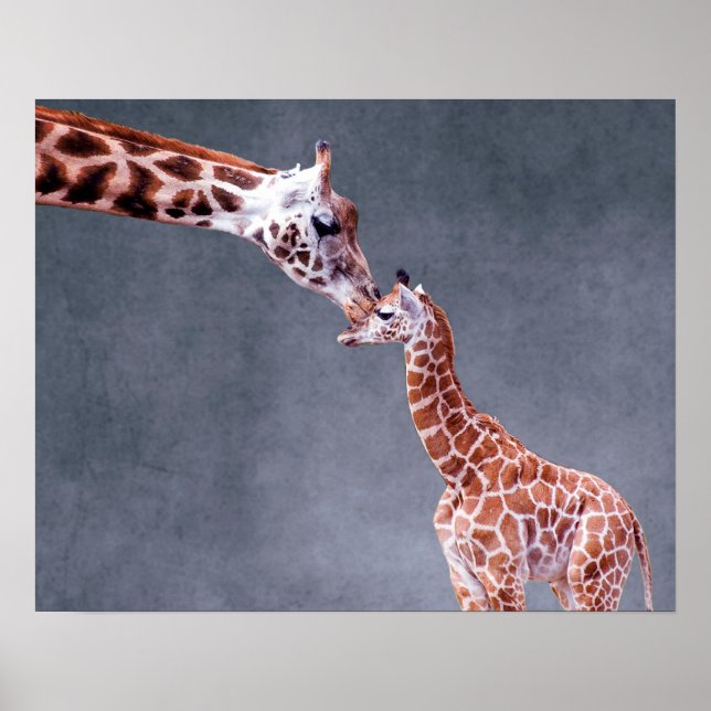 Poster Images Getty | Mère et bébé Giraffe (Devant)