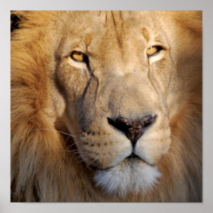 Poster Images Lion Imprimer