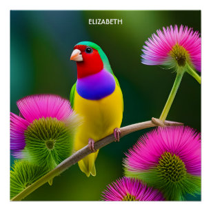 Poster Imaginaire coloré Gouldian Finch