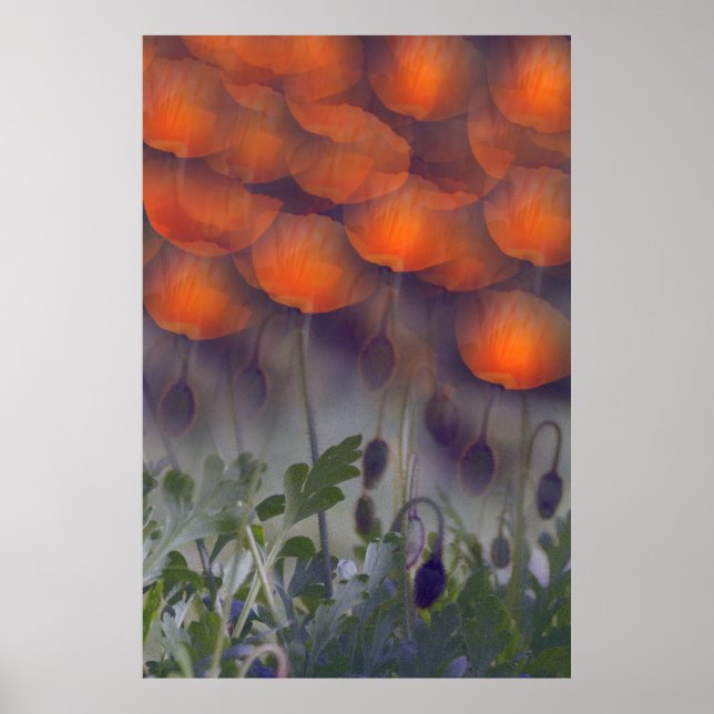 Poster Imaginaire Orange Poppy Skies (Devant)
