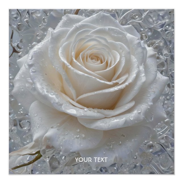 Poster Imaginaire Rose blanche mignonne gouttes (Devant)