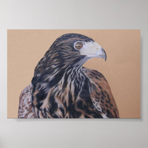 Poster Immature Harris Hawk
