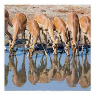 Poster Impalas au trou d'eau
