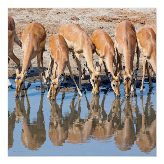 Poster Impalas au trou d'eau (Devant)