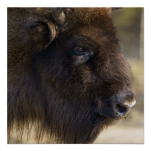 Poster Impression Bison Canvas