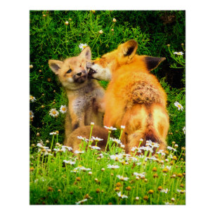 Poster Impression d'art de la faune et de la nature Le Ba