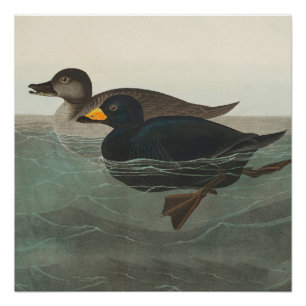 Poster Impression de Macreuse noire d'Audubon : Canard cô