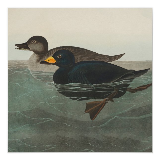 Poster Impression de Macreuse noire d'Audubon : Canard cô (Devant)