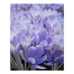 Poster Impression de toile enrobée de crocus