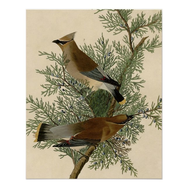 Poster Impression d'oiseau de John James Audubon Jaseur b (Devant)