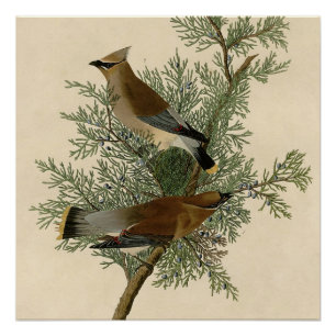 Poster Impression d'oiseau de John James Audubon Jaseur d
