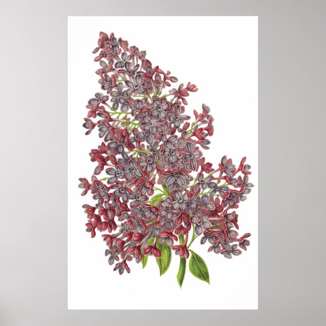 Poster IMPRIMANTE BOTANIQUE Lilac PREMIUM (Devant)