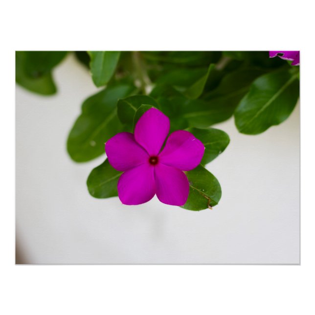 Poster Imprimante Pink Madagascar Periwinkle (Devant)