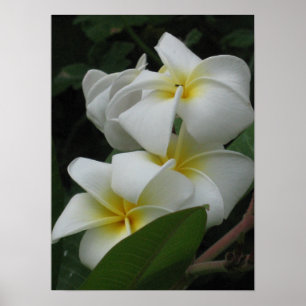 Poster Imprimantes d'affiches Frangipanis